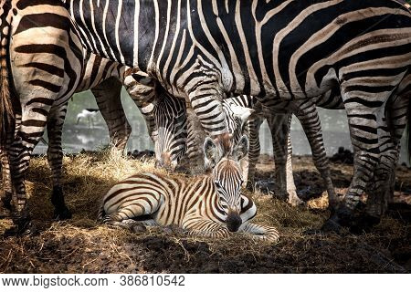 The Mother Of The Zebra Stands Near The Baby.