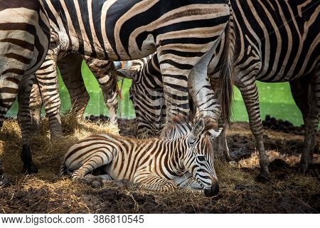 The Mother Of The Zebra Stands Near The Baby.