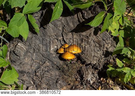 A Bunch Of Bright Toadstools In Yellow Hats On A Stump Close-up. Dangerous Mushrooms In An Urban Env