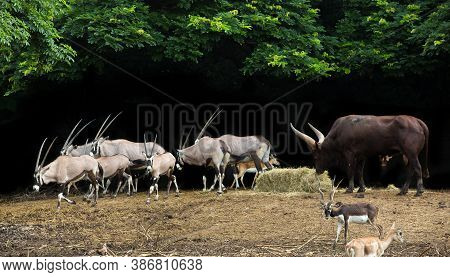 Herd Of Orix Raised For The Show In The Zoo.