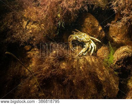 A Closeup Picture Of A Crab In A Beautiful Marine Environment. Picture From Oresund, Malmo In Southe