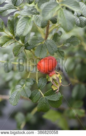 Rugosa Rose Hip - Latin Name - Rosa Rugosa