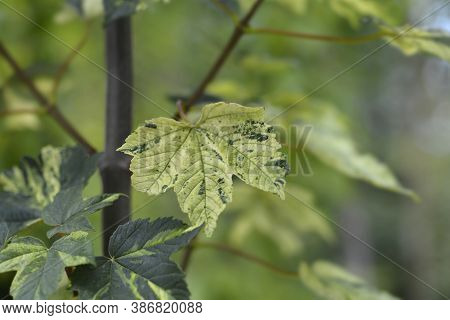 Sycamore Leopoldii Leaves - Latin Name - Acer Pseudoplatanus Leopoldii