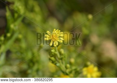 Sticky Aster Yellow Flowers - Latin Name - Dittrichia Viscosa