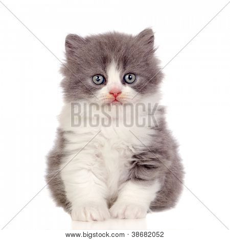 Chaton angora magnifique avec des cheveux gris et doux isolé sur fond blanc