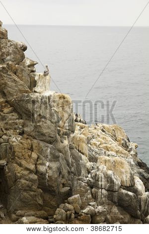guano
