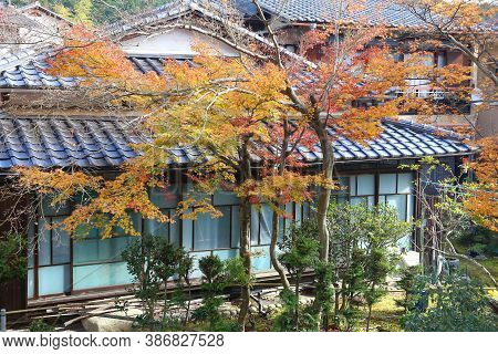 Autumn Colors In Residential District Of Kyoto, Japan. Generic Japanese Homes And Maple Tree Autumn 