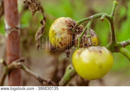 Tomatoes Affected By Phytophthora, Phytophthora Infestans In The Garden Close-up. The Fight Against 