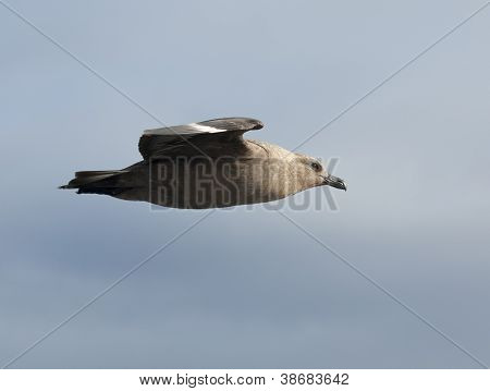 Skua polare sud volo In Antartide.
