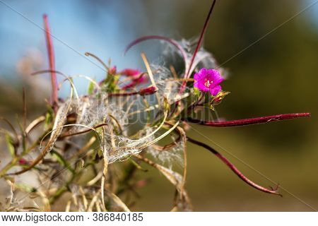 Flowering Epilobium Parviflorum - Hoary Willowherb, Smallflower Hairy Willowherb, Close-up View Of R