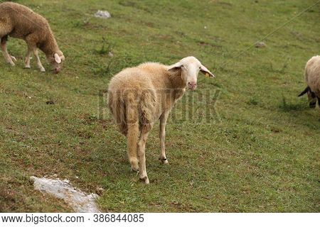 A Herd Of White Sheep Grazes On A Fenced Pasture