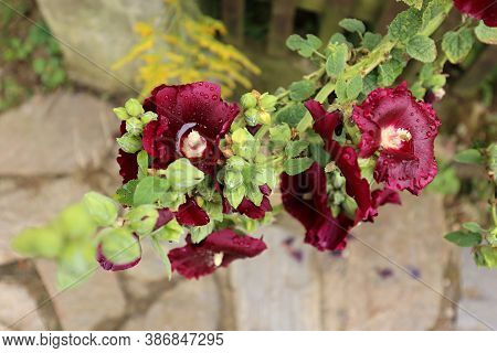Violet And Red Large Blossom Globlets Filled With Water