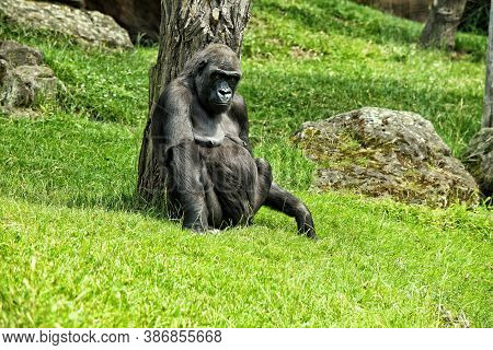 Big Black Gorilla Sitting On The Lawn Leant On Tree