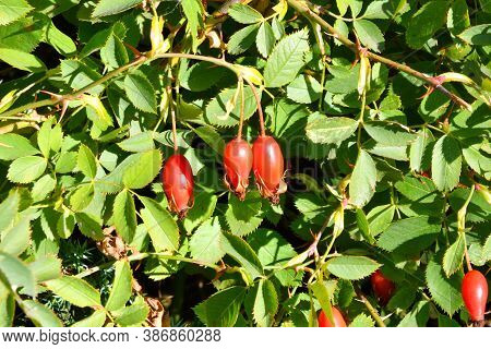 The Fruit Of Rosehip (latin. Fructus Rosae) Is A Medicinal Vegetable Raw Material