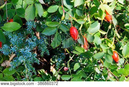 The Fruit Of Rosehip (latin. Fructus Rosae) Is A Medicinal Vegetable Raw Material