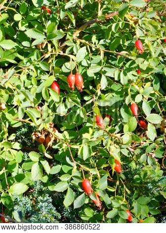 The Fruit Of Rosehip (latin. Fructus Rosae) Is A Medicinal Vegetable Raw Material