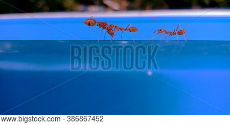 Group Of Red Ant Carried Dead Creature On Blue Background.