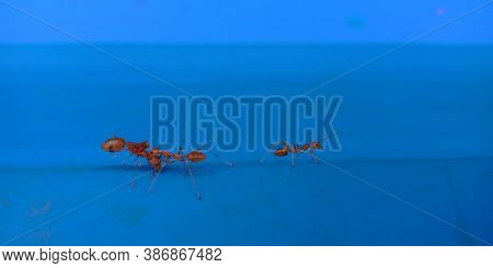 An Ant Carried Dead Ant On Blue Background.