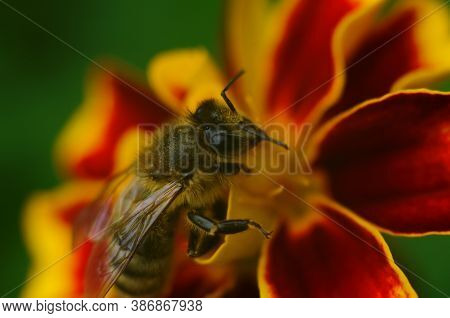 Photo Of A Beautiful Bee And Flowers A Sunny Day.