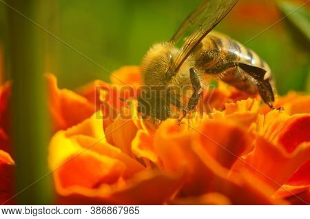 Photo Of A Beautiful Bee And Flowers A Sunny Day.