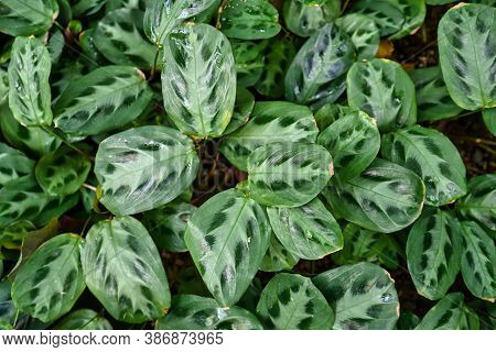 Tropical Plant With Botanic Name 'maranta Cristata Bicolor' With Leaves With Unique Dark And Light S