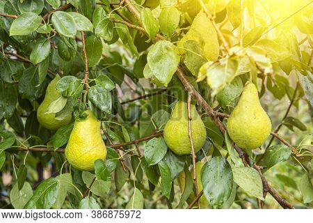 Ripe Juicy Pear On A Tree In The Garden In The Sun On A Sunny Day. Harvest Season In Asia.