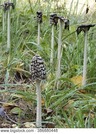 The Magpie Fungus (coprinopsis Picacea) Is A Mushroom