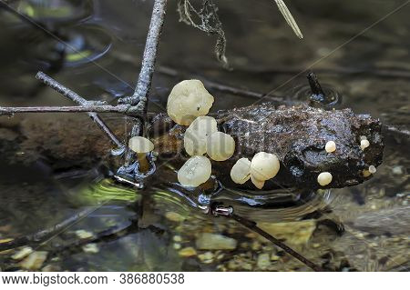 The Spring Pin (cudoniella Clavus) Is A Mushroom