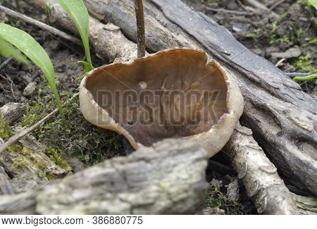 The Bleach Cup (disciotis Venosa) - Edible