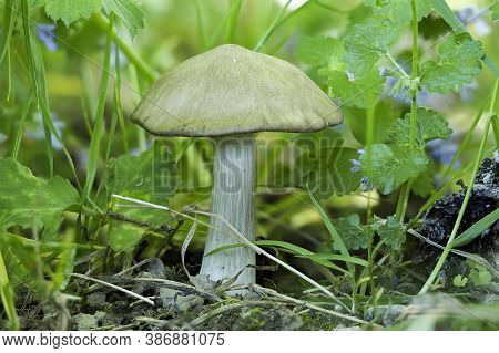 The Entoloma Sepium Is A Pinkgill Mushroom