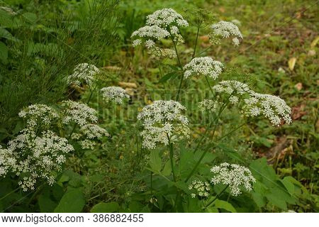 Top View Close Up Of The Flowers Of Aegopodium Podagraria L. Commonly Called Ground Elder, Herb Gera