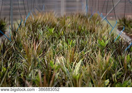 Cropped Image Of Colorful Plants In A Sunny Greenhouse