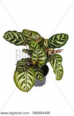 Top View Of Tropical Houseplant With Botanic Name 'calathea Makoyana', A House Plant With Beautiful 