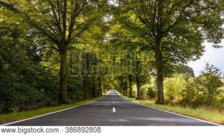 Tree-lined Avenue Through Thuringia On Summer Day