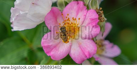 Flowering Of Wild Pink Mountain Rose (rosa Pendulina)