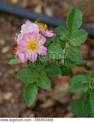 Flowering Of Wild Pink Mountain Rose (rosa Pendulina)