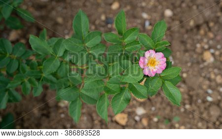 Flowering Of Wild Pink Mountain Rose (rosa Pendulina)