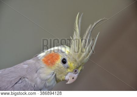 Portrait Of Parrot Cockatiel, Cockatiel Close-up, Home Parrot