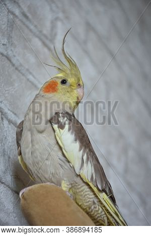 Portrait Of Parrot Cockatiel, Cockatiel Close-up, Gray Parrot, Home Parrot