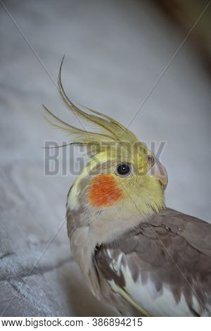 Portrait Of Parrot Cockatiel, Cockatiel Close-up, Home Parrot
