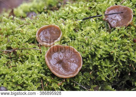 The Pigs Ears (gyromitra Perlata) Is An Edible Mushroom