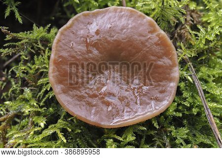 The Pigs Ears (gyromitra Perlata) Is An Edible Mushroom