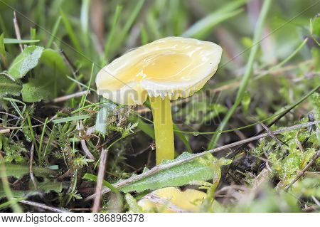The Golden Waxcap (hygrocybe Chlorophana) Is An Inedible Mushroom , Stacked Macro Photo