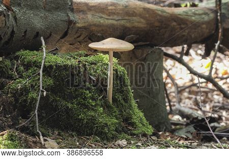 The Rooting Shank (hymenopellis Radicata) Is An Edible Mushroom , Stacked Macro Photo