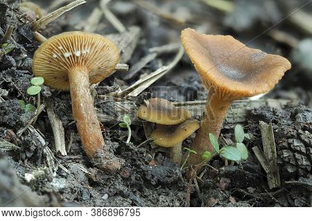 The Lactarius Omphaliformis Is An Inedible Mushroom , Stacked Macro Photo