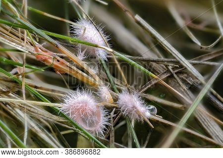 The Laetisaria Fuciformis Is An Inedible Mushroom , Stacked Macro Photo