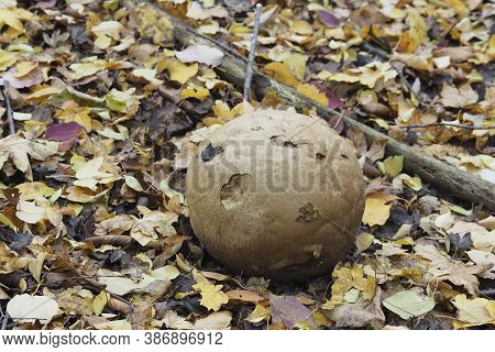 The Giant Puffball (langermannia Gigantea) Is An Edible Mushroom