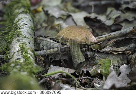 The Hazel Bolete (leccinum Pseudoscabrum) Is An Edible Mushroom , Stacked Macro Photo