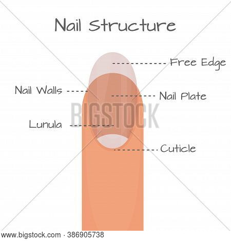 Structure Of Nail Closeup View, Medical Education Scheme Isolated On White Background. . Vector Illu