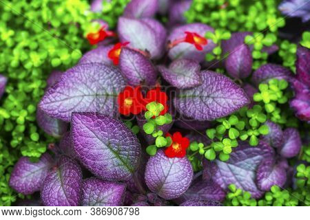 A Flame Violet Temptation Or Episcia Species Blooming In A Tropical Ecosystem In The Montreal Bontan